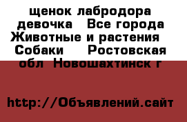 щенок лабродора девочка - Все города Животные и растения » Собаки   . Ростовская обл.,Новошахтинск г.